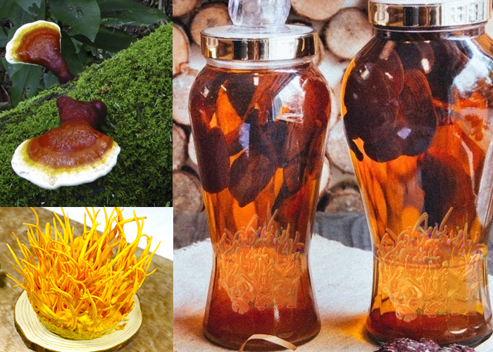 Đông trùng hạ thảo ngâm nấm linh chi