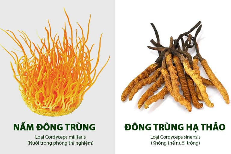 Đông trùng hạ thảo có thể ăn sống