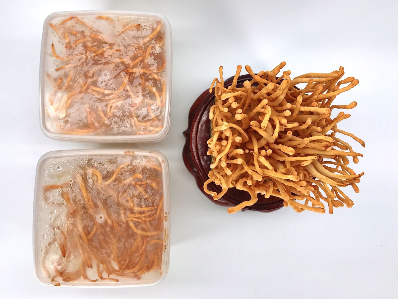 Đông trùng hạ thảo mang đến nhiều lợi ích cho bệnh hen suyễn