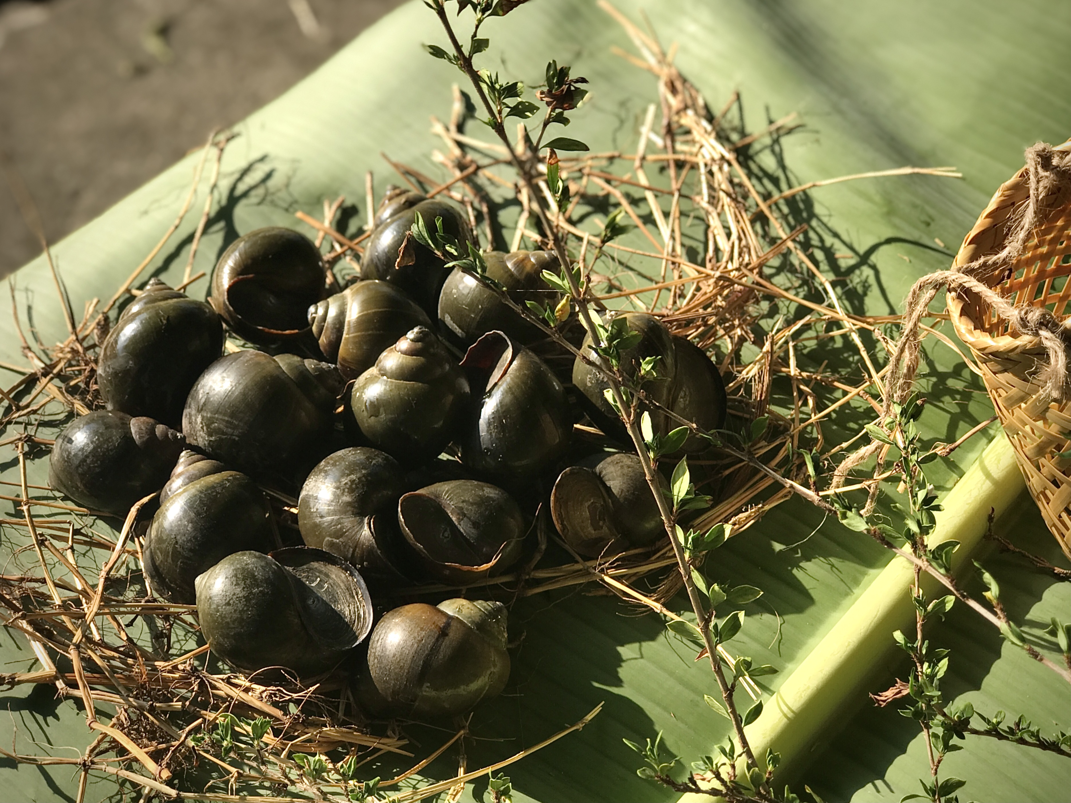 Dùng nước vo gạo ngâm ốc bươu