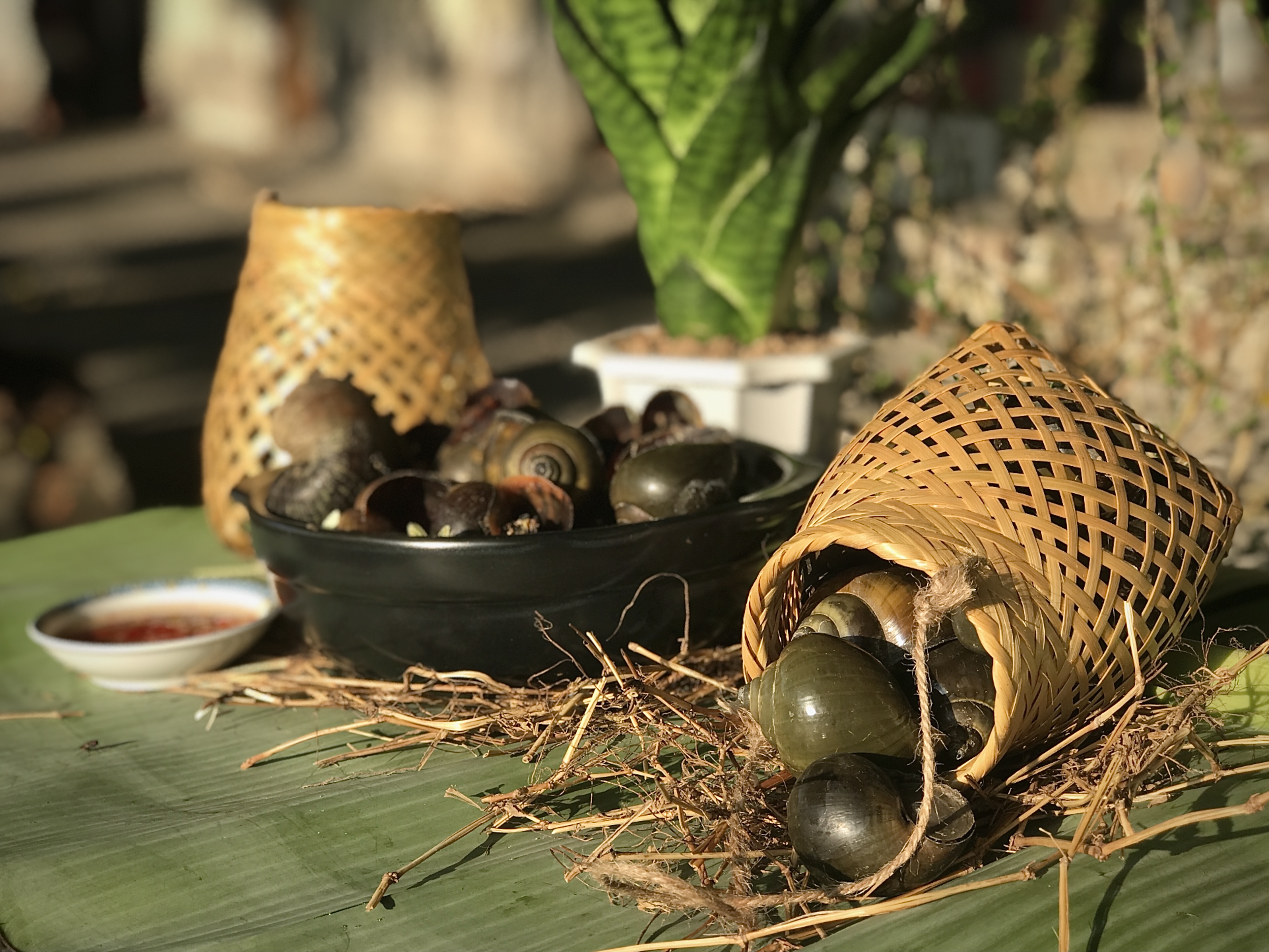 Dùng thau kim loại ngâm ốc bươu