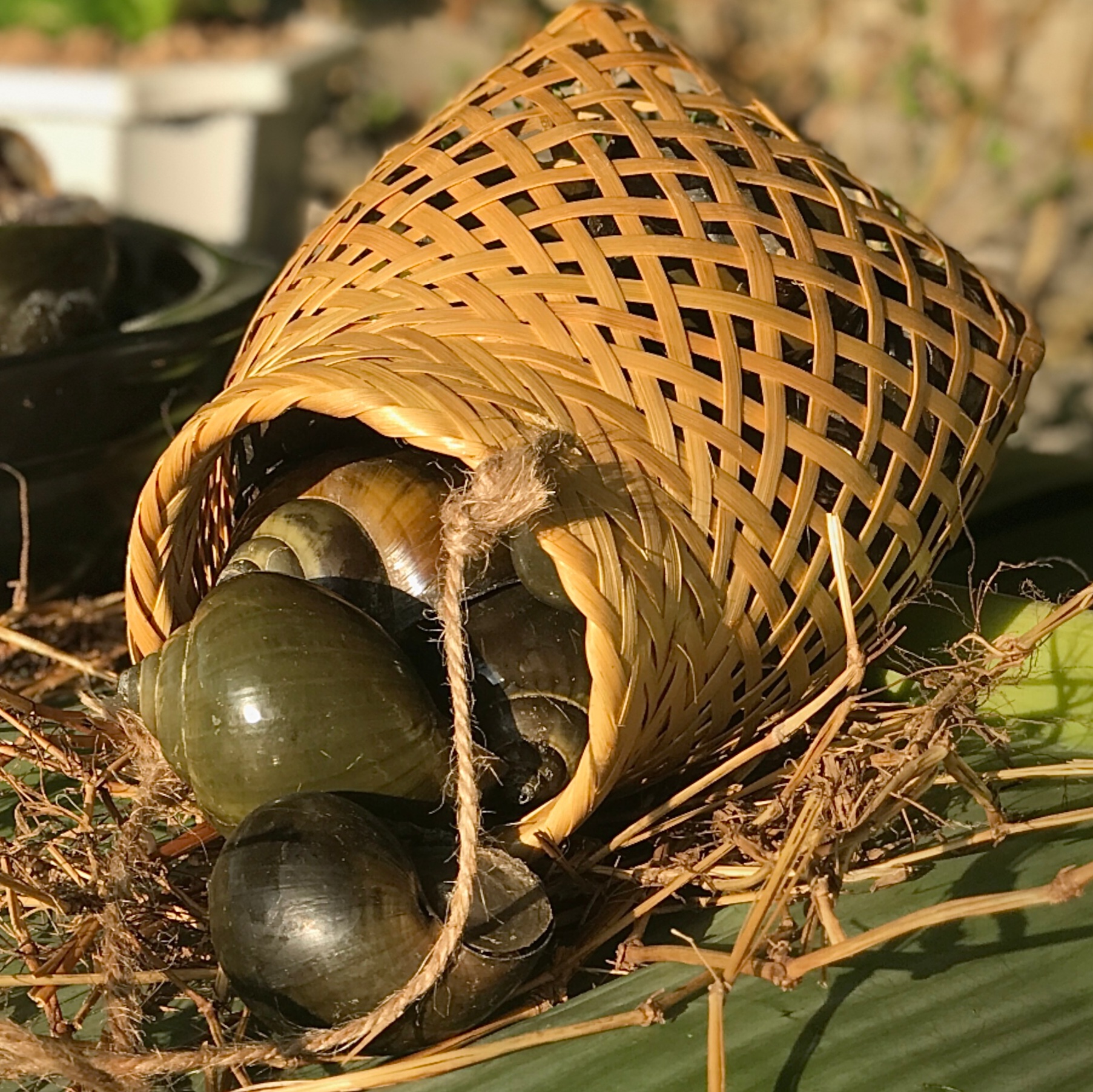 Cách Làm Ốc Bươu Xào Sả Ớt Đậm Đà. Lưu Ý Khi Ăn