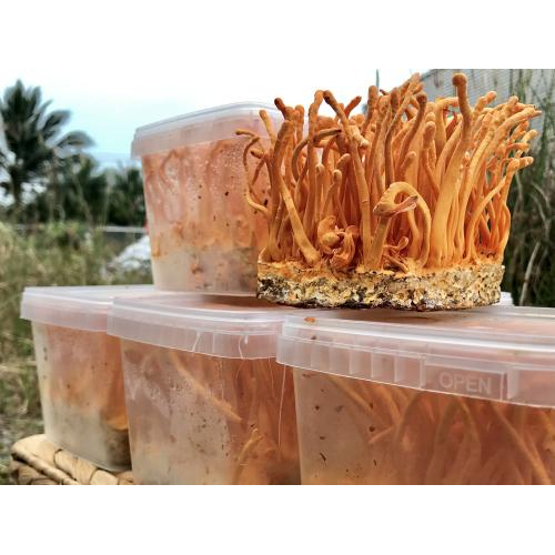 Đông trùng hạ thảo