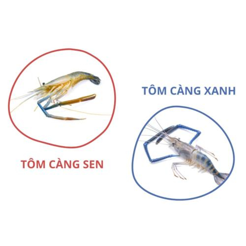 Cách phân biệt tôm càng sen và tôm càng xanh