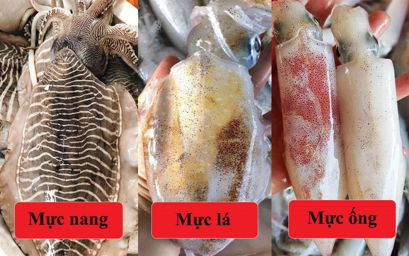 Mực ống, mực nang và mực lá khác nhau như thế nào?