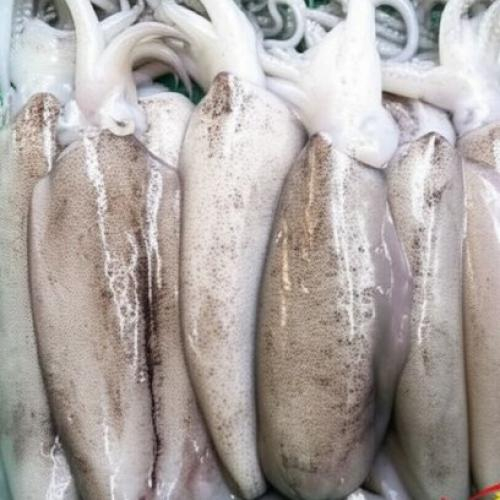 Mực Lá Là Gì? Mực Lá Làm Gì Ngon?