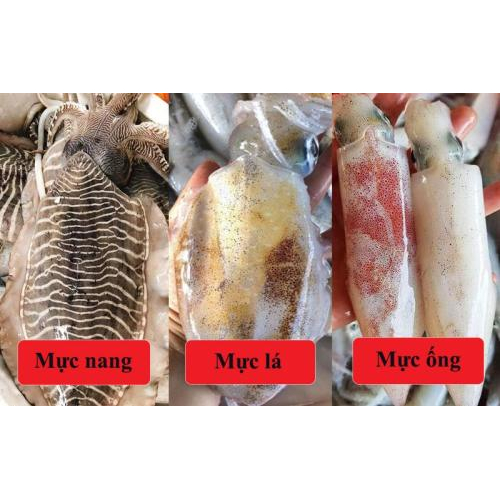 Mực ống, mực nang và mực lá khác nhau như thế nào?
