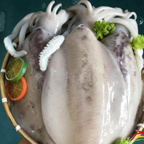 Mực lá là gì?