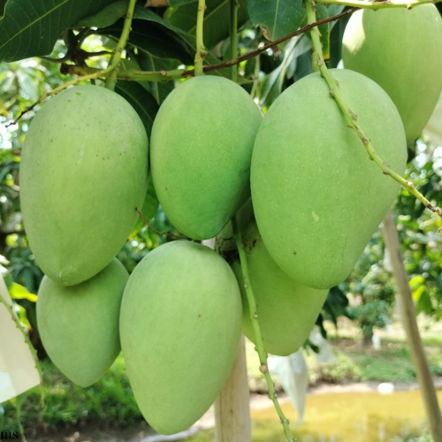 Hãy Cùng Khám Phá 02 Giống Xoài Nổi Tiếng Của Đồng Tháp