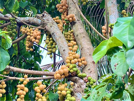 Hương sắc miền Tây và dâu Hạ Châu ngọt lành
