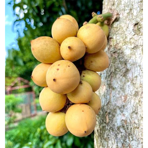 Lợi ích mà quả dâu mang lại