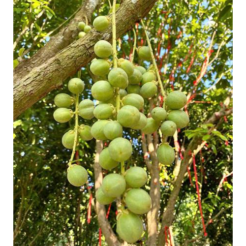 Lợi ích mà quả dâu mang lại