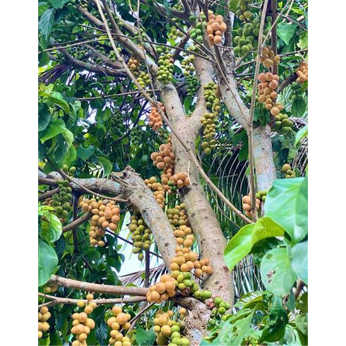 Lợi ích mà quả dâu mang lại