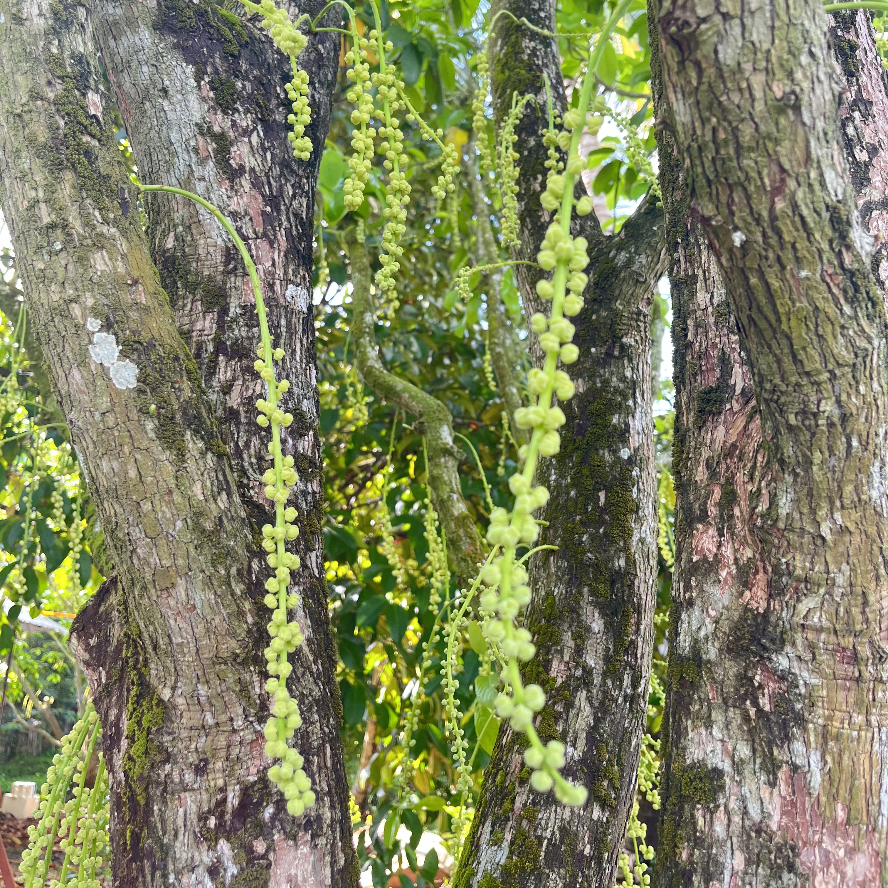 Vẻ Đẹp Tự Nhiên