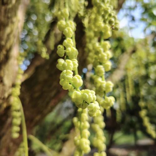 Mùa Hoa Dâu Hạ Châu - Đặc Sản Phong Điền Cần Thơ