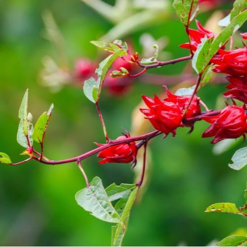 Nguồn Gốc Và lịch Sử Phát Triển Của Atiso
