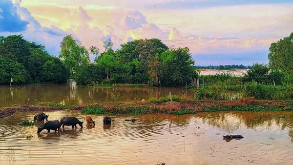 Nội dung cảm nhận về kênh Vĩnh Tế: