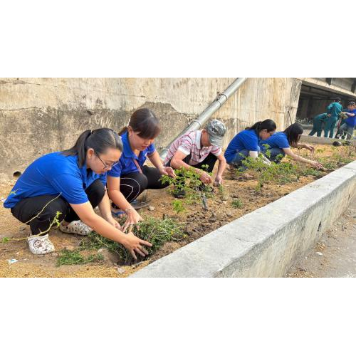 Công trình công thanh niên "Trồng hoa mười giờ"