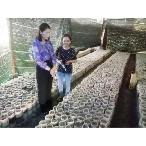 Mô Hình: Nấm Mối Nàng Nương | Mang Thực Phẩm Sạch Tới Người Tiêu Dùng