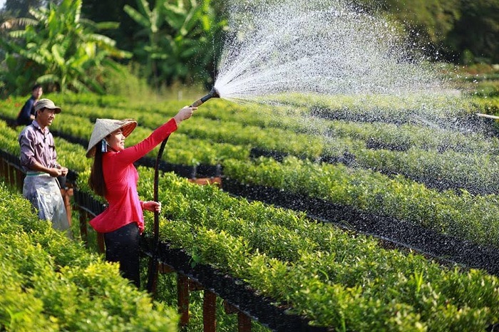 Làng hoa Bà Bộ ở đâu?