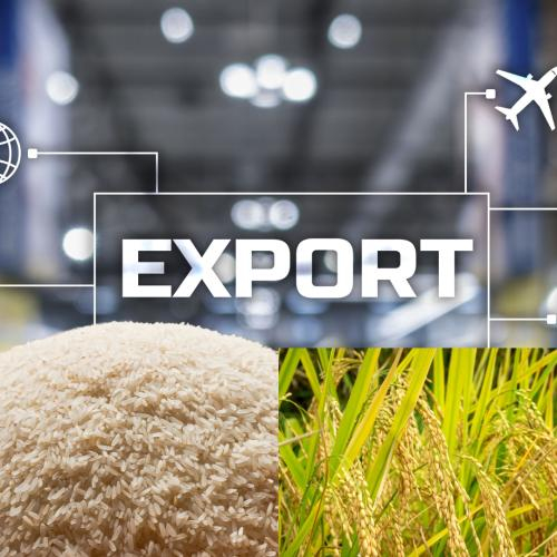 Quy Định Mới Về Kinh Doanh Xuất Khẩu Gạo