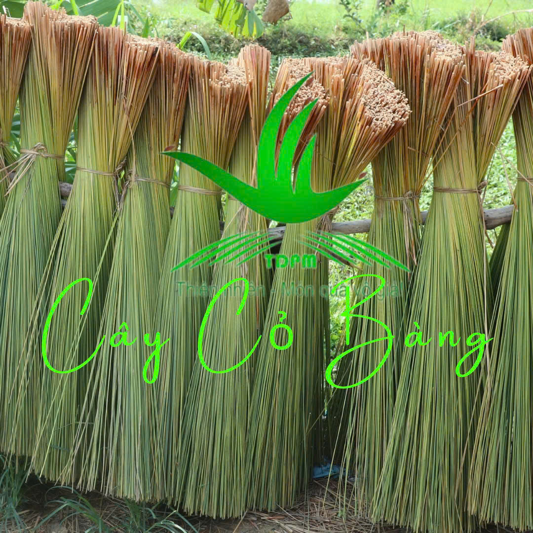 CdBfD5_89dE2950 Cây Cỏ Bàng Trong Đời Sống