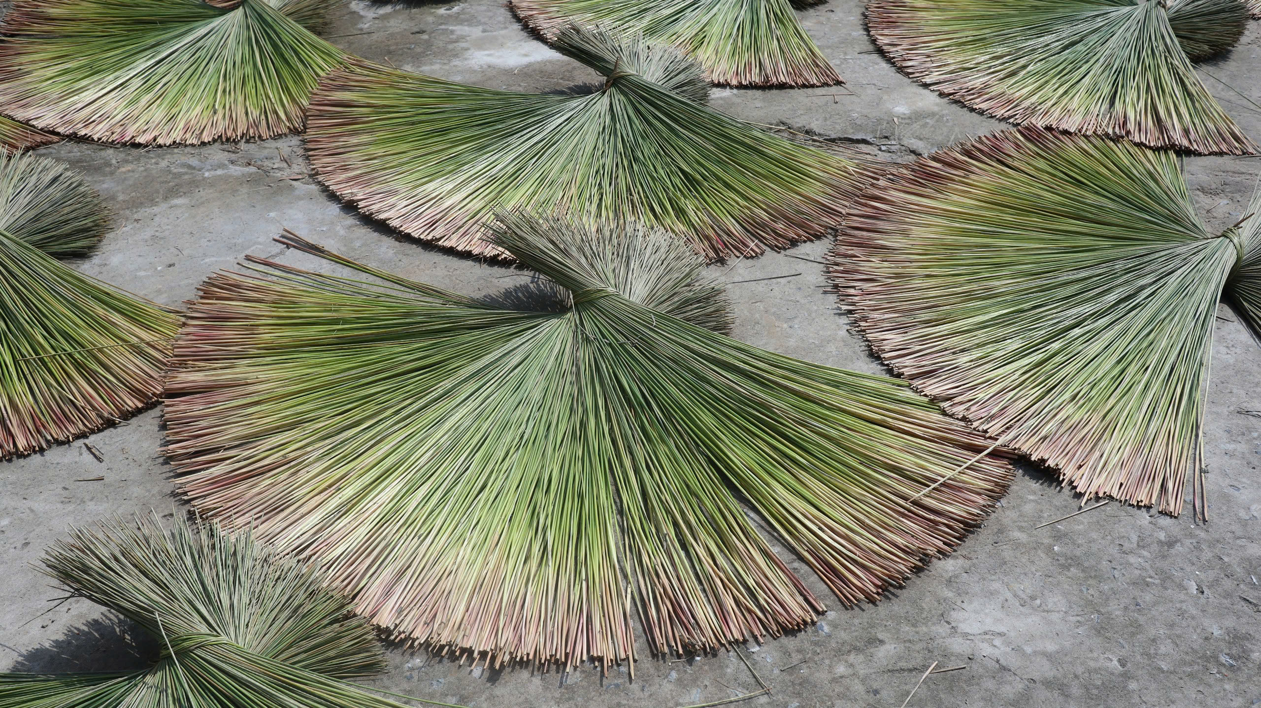 Đặc điểm