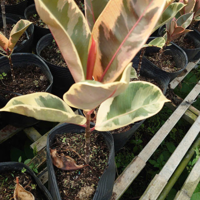 Cây đa búp cẩm thạch - cây cảnh để bàn + tặng phân bón cho cây