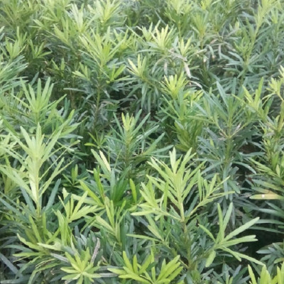 Combo 2 cây tùng La Hán, chiều cao 40-50cm