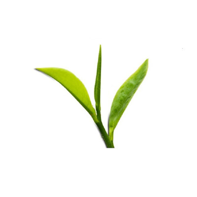 Trà xanh tân cương 500 gram - Trà đinh tiến quan Tân Cương Xanh