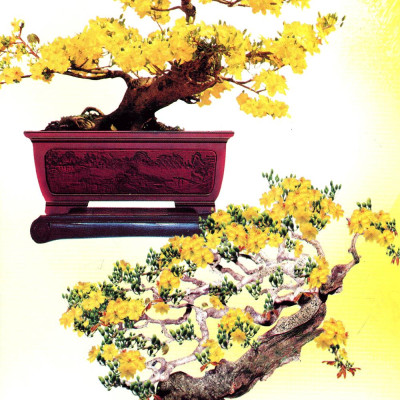 Trồng Mai - Kỹ Thuật Bón Tưới, Phòng Trừ Sâu Rầy, Bệnh Hại