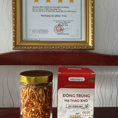 Đông trùng hạ thảo Vacofarm 30g thủy tinh sấy thăng hoa, mua 1 tặng hộp 10g,Mua 2 tặng 1 cùng loại