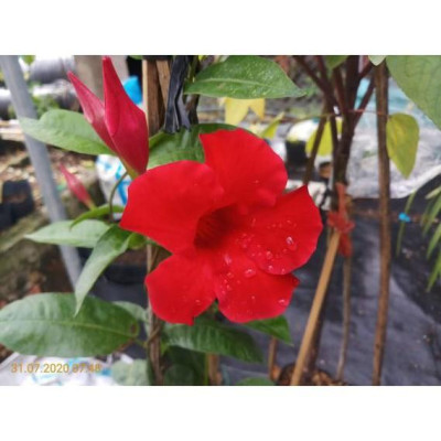 Cây huỳnh anh đỏ ( cây trang đài leo ) - cây cảnh sân vườn - tặng phân bón cho cây