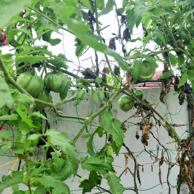 Hạt Giống Cà Chua Không Hạt Hữu Cơ Nhập Khẩu Minigarden (Túi từ 125 Hạt đến 250 hạt) Với Tỷ lệ nảy mầm cao, ít hạt lép