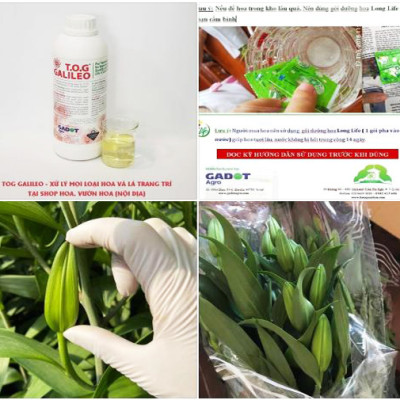 Combo 2 chai dung dịch Bảo Quản Hoa Lily không nở trong 15 ngày tại nhà vườn trồng hoa Growers theo công nghệ xử lý TOG của Israel (dạng nước đậm đặc)