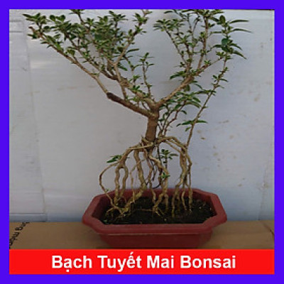 Bạch Tuyết Mai - Cây cảnh Bonsai để bàn + Tặng phân bón cho cây