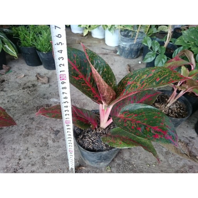 Cây Như Ý - cây cảnh để bàn + tặng phân bón cho cây