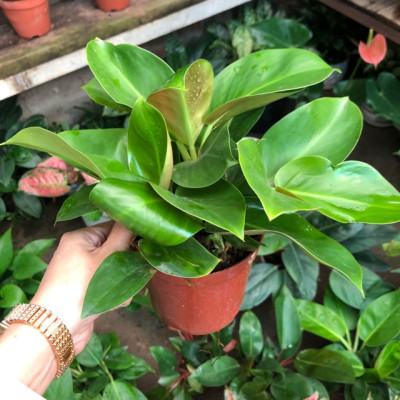 Cây trầu bà đế vương xanh