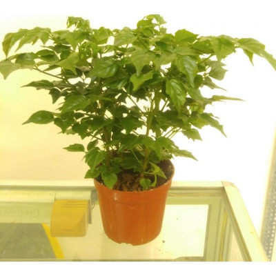 Cây Hạnh Phúc ( Mini ) - Cây cảnh mini để bàn