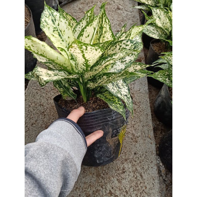 cây ngọc ngân giá rẻ