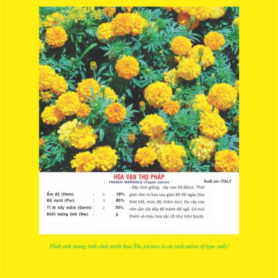 Hạt giống hoa Vạn Thọ Pháp thân cao VTP89