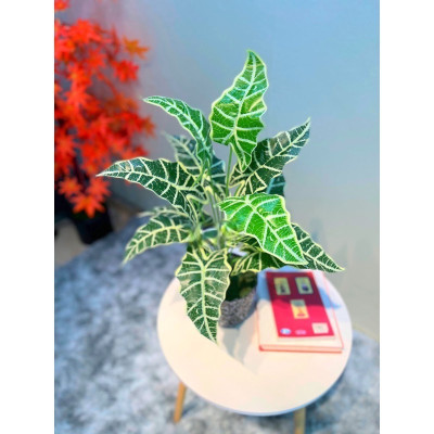 Chậu cây giả để bàn làm việc, bình hoa để bàn trang trí - Cây giả, hoa lụa trang trí nhà cửa