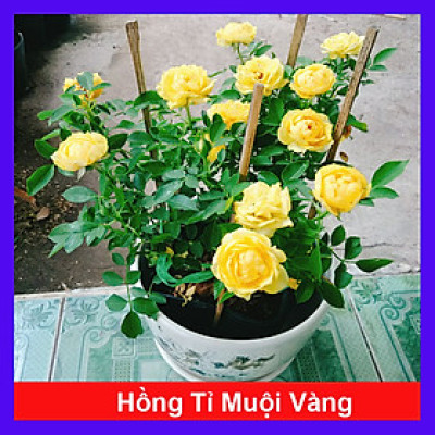 Cây Hoa Hồng Tỉ Muội Vàng - cây cảnh để bàn + tặng phân bón cho cây