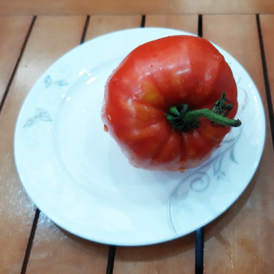 Hạt Giống Cà Chua Không Hạt Hữu Cơ Nhập Khẩu Minigarden (Túi từ 125 Hạt đến 250 hạt) Với Tỷ lệ nảy mầm cao, ít hạt lép