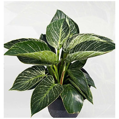 Cây trầu bà đế vương kim cương , trầu bà kim cương