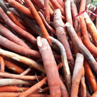 Sâm cau khô đặc sản Kon Tum (1kg) chuyên hỗ trợ cho phái mạnh