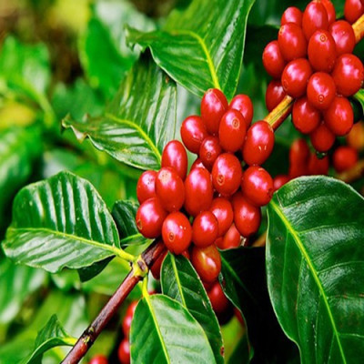 Cà phê hòa tan Noni Coffee 4in1 - Cà phê quả nhàu (18g x 50 gói) – Meet More Coffee
