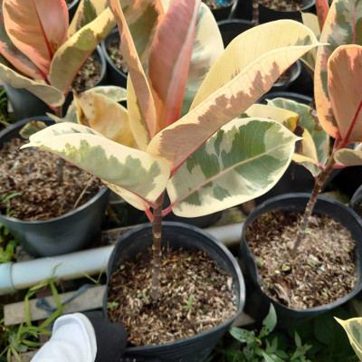 Cây đa búp cẩm thạch - cây cảnh để bàn + tặng phân bón cho cây