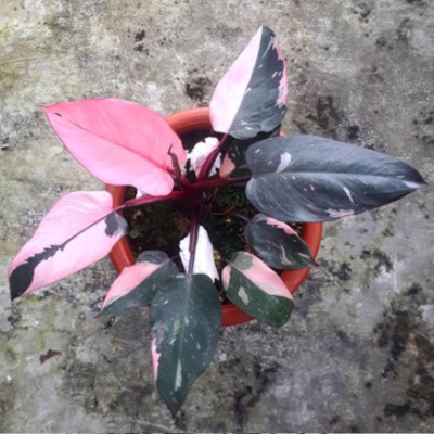 Cây Công Chúa Hồng - Philodendron pink princess - Cây nhỏ,thuần,khoẻ,var mạnh - cây cảnh để bàn + tặng phân bón cho cây