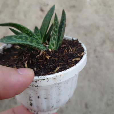 Cây Sen Mỏ Vịt - cây cảnh để bàn + tặng phân bón cho cây